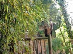 149 BIO PARC DE DOUE LA FONTAINE 7- 2016_000007